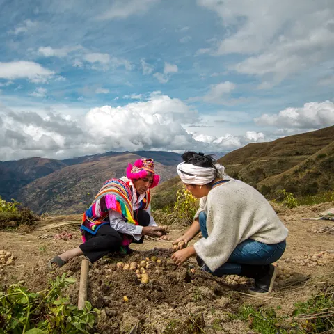 Harvest in the Andes