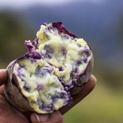 Purple Native Potato