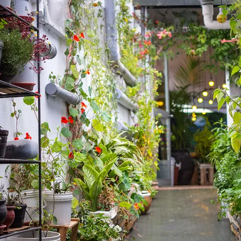 Vertical Garden